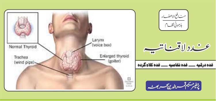 غدد لاقناتیہ