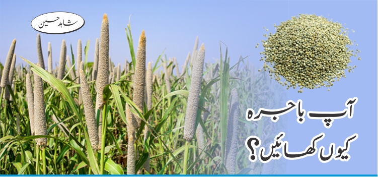 آپ باجرہ کیوں کھائیں؟ آپ باجرہ کیوں کھائیں؟