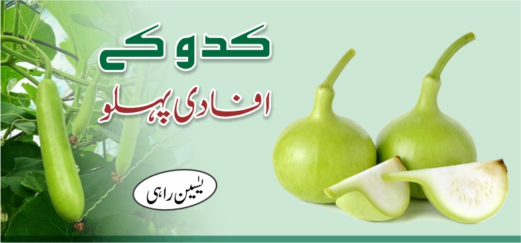 کدو کے افادی پہلو کدو کے افادی پہلو